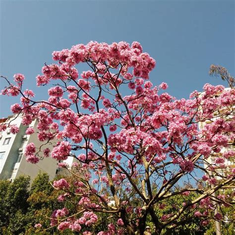 鐵樹開花好唔好|鐵樹開花的意思解釋 鐵樹開花寓意